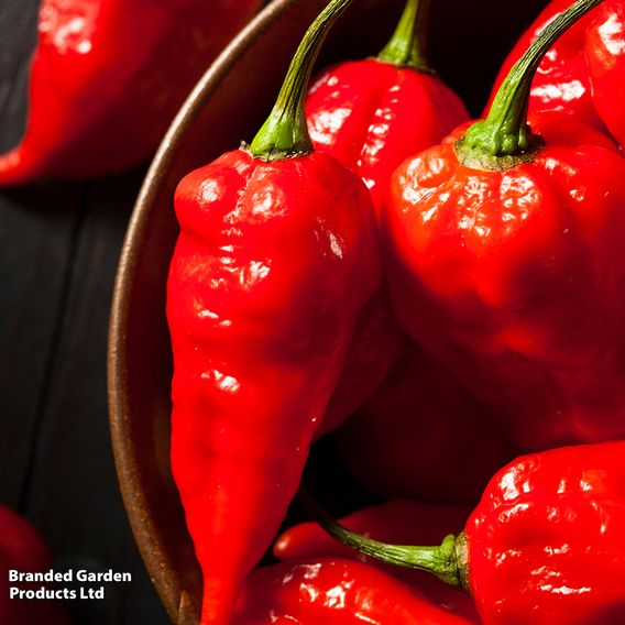 Chilli Pepper 'Ghost Chilli'