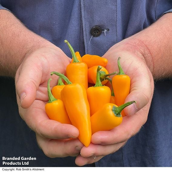 Chilli Pepper 'Golden Jalapeno'