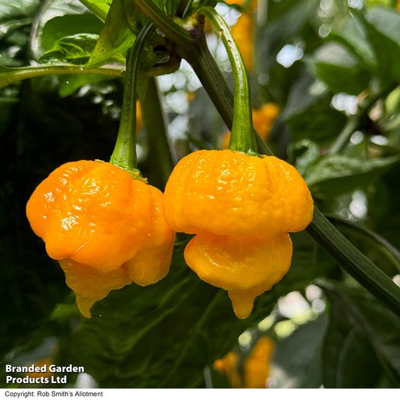 Chilli Pepper 'Grandad's Revenge' F1 - Seeds
