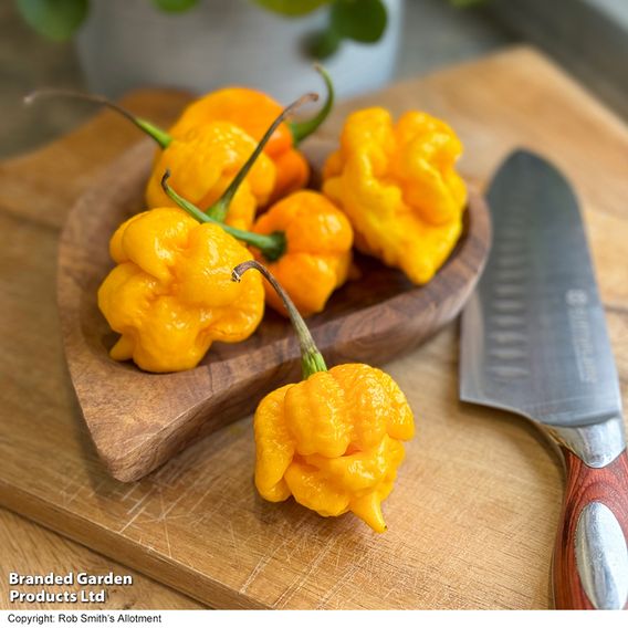Chilli Pepper 'Grandad's Revenge' F1 - Seeds