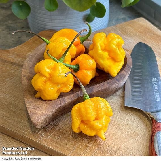 Chilli Pepper 'Grandad's Revenge' F1 - Seeds