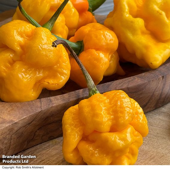 Chilli Pepper 'Grandad's Revenge' F1 - Seeds