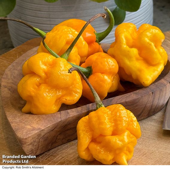 Chilli Pepper 'Grandad's Revenge' F1 - Seeds