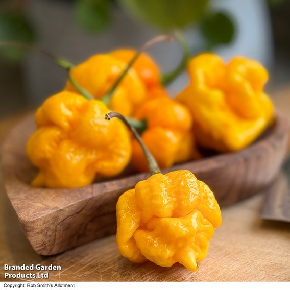 Chilli Pepper 'Grandad's Revenge' F1 - Seeds