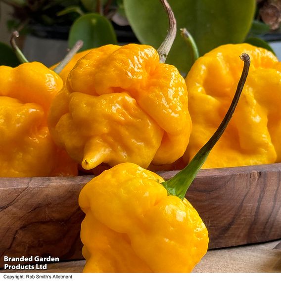 Chilli Pepper 'Grandad's Revenge' F1 - Seeds