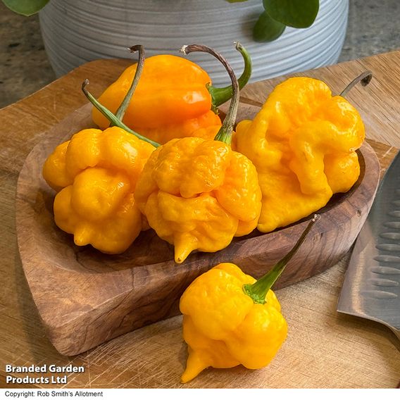 Chilli Pepper 'Grandad's Revenge' F1 - Seeds