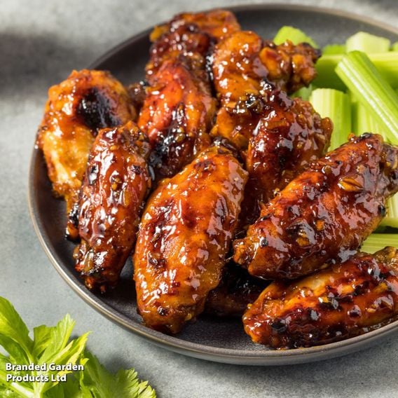 Chilli Pepper 'Hot Honey' F1 - Gourmet Veg Seeds