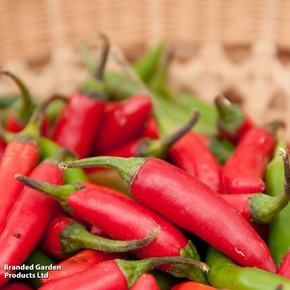 Chilli Pepper Patio Collection