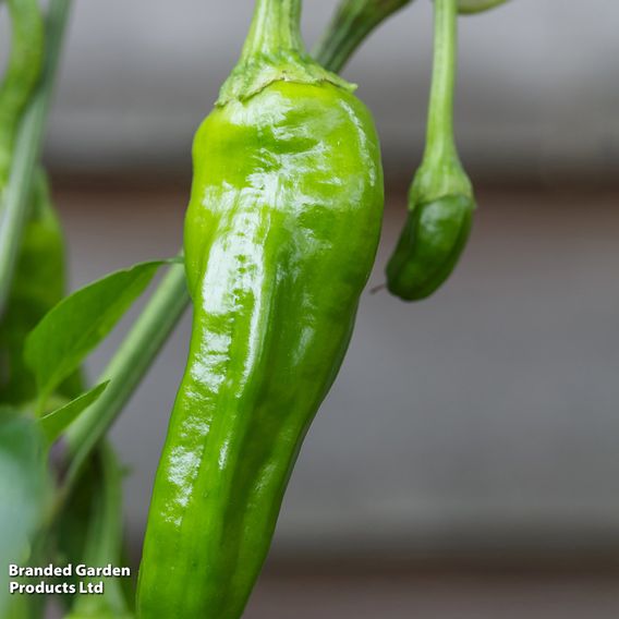 Chilli Pepper 'Padron'