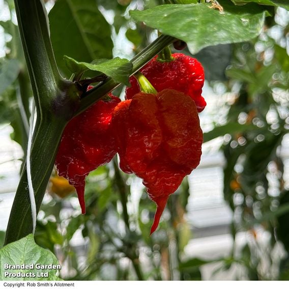 Chilli Pepper 'Ragamuffin' F1 - Seeds