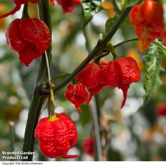 Chilli Pepper 'Ragamuffin' F1 - Seeds