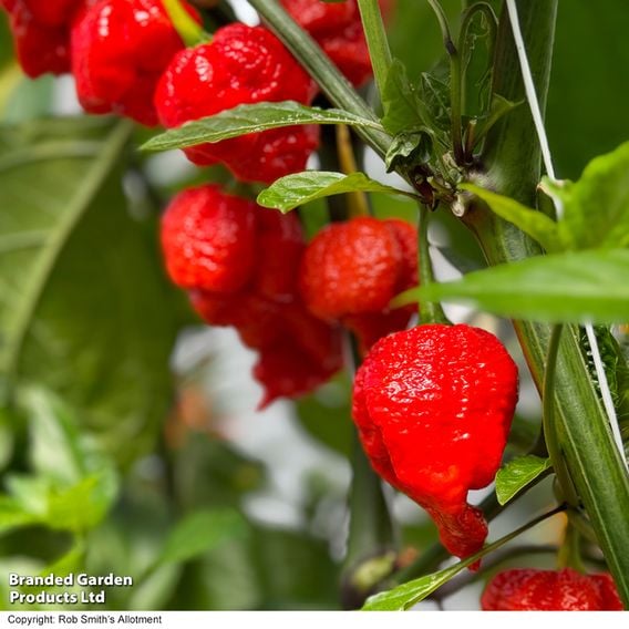 Chilli Pepper 'Ragamuffin' F1 - Seeds