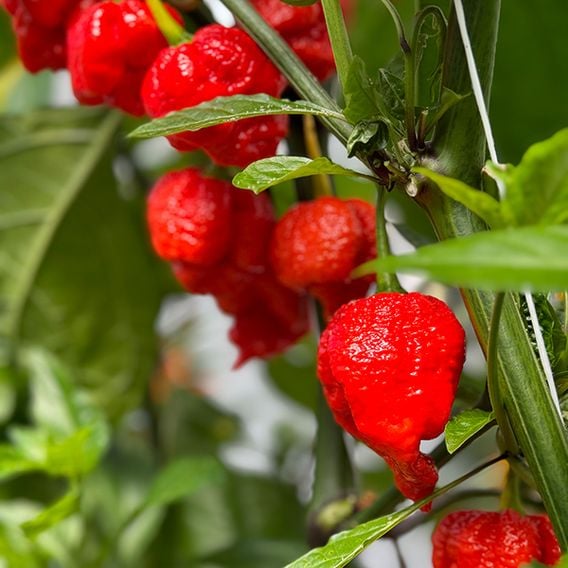 Chilli Pepper 'Ragamuffin' F1 - Seeds