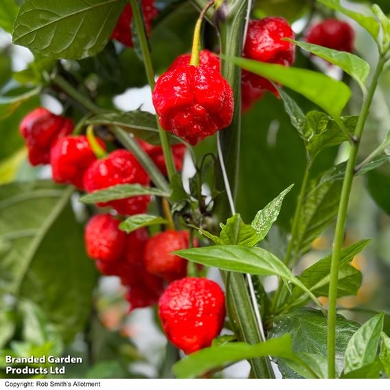 Chilli Pepper 'Ragamuffin' F1 - Seeds