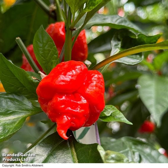 Chilli Pepper 'Ragamuffin' F1 - Seeds