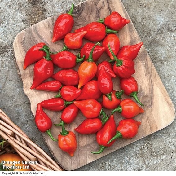 Chilli Pepper 'Raging Bull' (Hot)