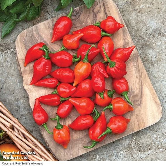 Chilli Pepper 'Raging Bull' (Hot)
