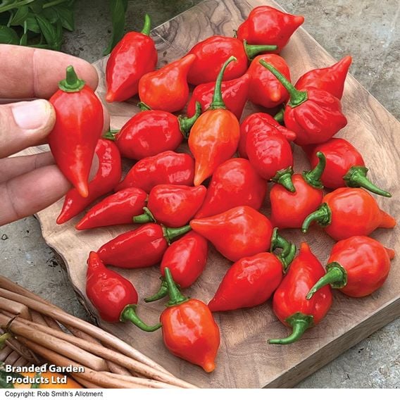 Chilli Pepper 'Raging Bull' (Hot)