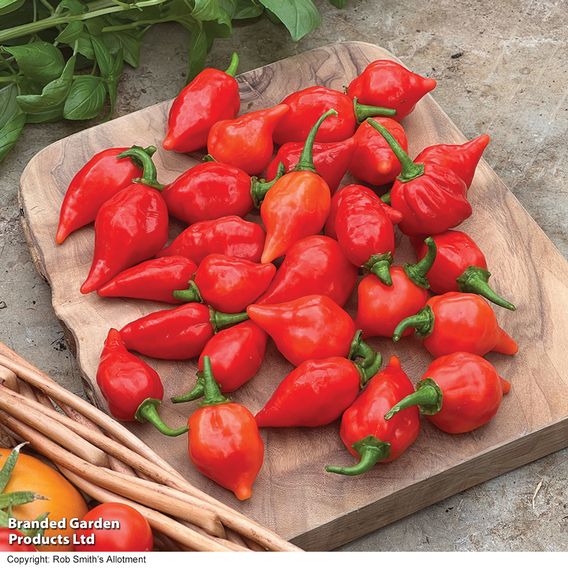 Chilli Pepper 'Raging Bull' - Seeds