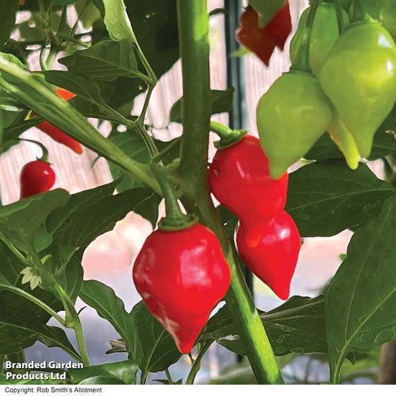 Chilli Pepper 'Raging Bull' - Seeds