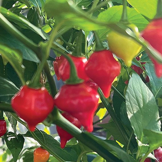 Chilli Pepper 'Raging Bull' - Seeds