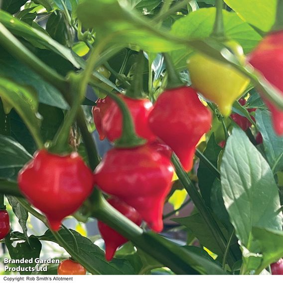 Chilli Pepper 'Raging Bull' - Seeds