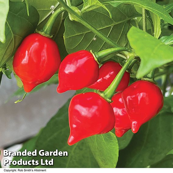 Chilli Pepper 'Raging Bull' - Seeds