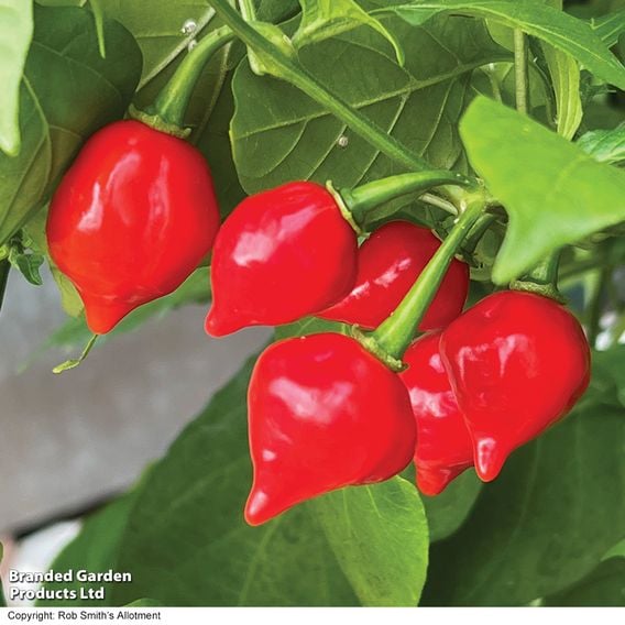 Chilli Pepper 'Raging Bull' (Hot)
