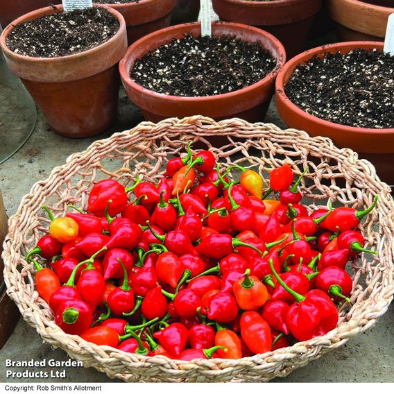 Chilli Pepper 'Raging Bull' - Seeds