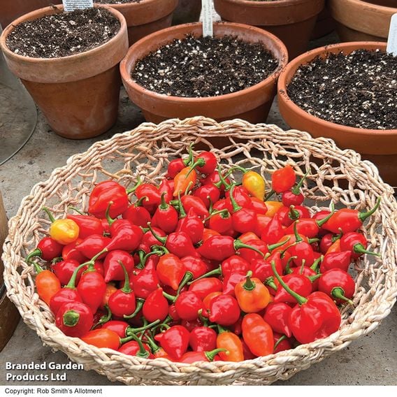 Chilli Pepper 'Raging Bull' (Hot)