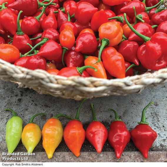Chilli Pepper 'Raging Bull' - Seeds