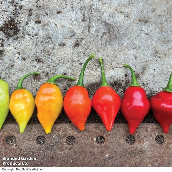 Chilli Pepper 'Raging Bull' (Hot)
