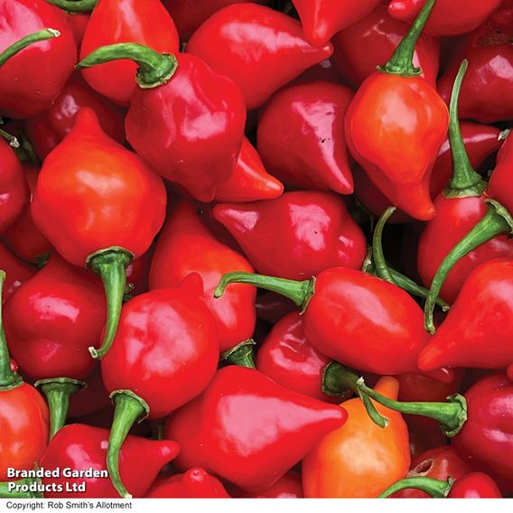 Chilli Pepper 'Raging Bull' - Seeds