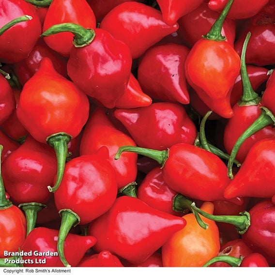Chilli Pepper 'Raging Bull' (Hot)