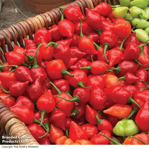 Chilli Pepper 'Raging Bull' (Hot)