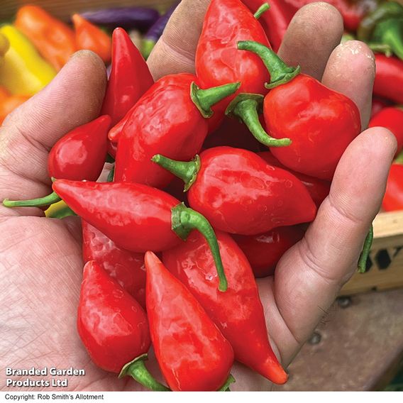 Chilli Pepper 'Raging Bull' - Seeds