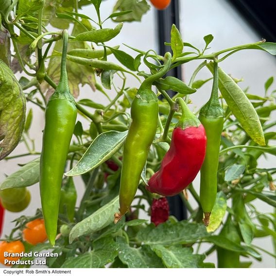 Chilli Pepper 'Rapid Jalapeno'