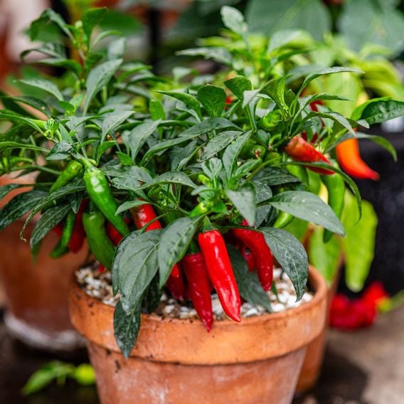 Chilli Pepper 'Rapid Jalapeno' - Seeds