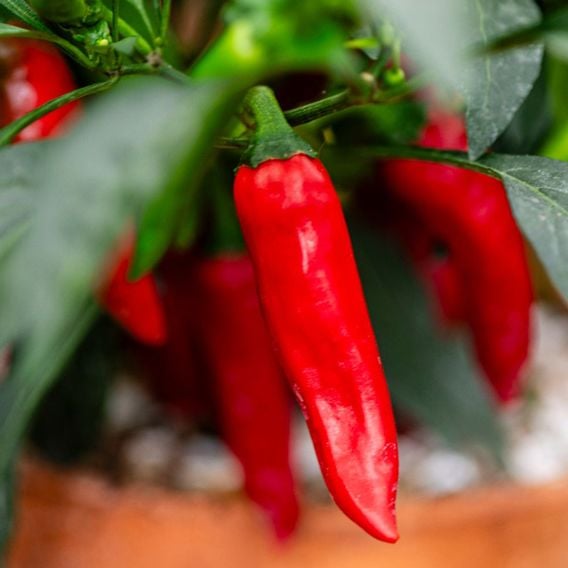 Chilli Pepper 'Rapid Jalapeno' - Seeds