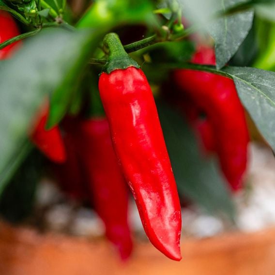 Chilli Pepper 'Rapid Jalapeno' - Seeds
