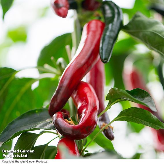 Chilli Pepper 'Sangre Noir'