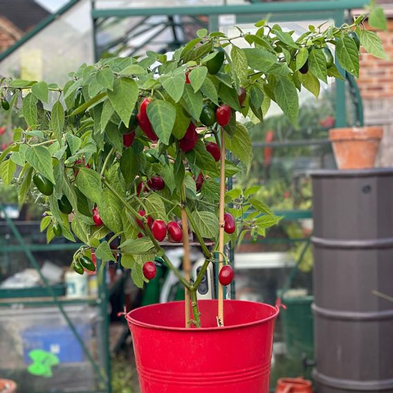 Chilli Pepper 'Scallywag'