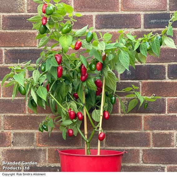 Chilli Pepper 'Scallywag'