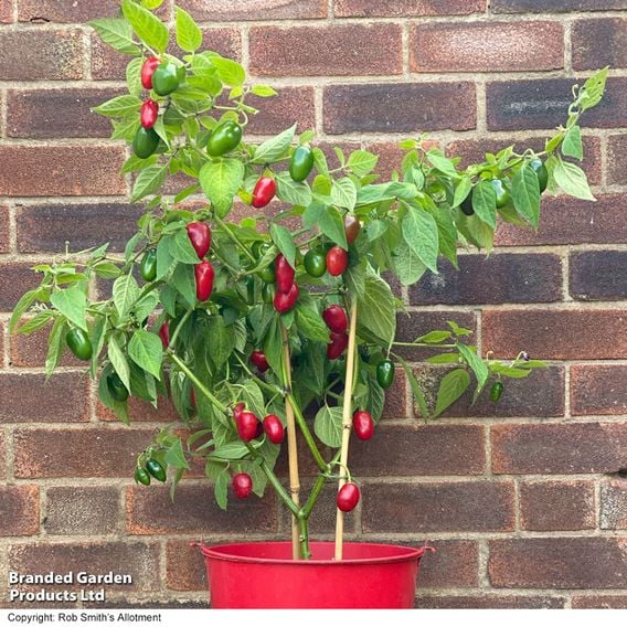 Chilli Pepper 'Scallywag'