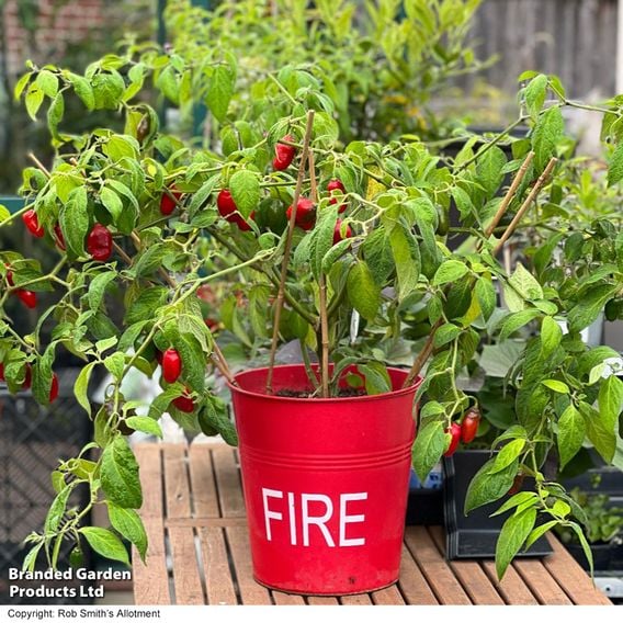 Chilli Pepper 'Scallywag'