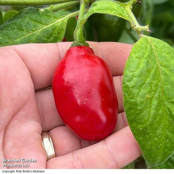 Chilli Pepper 'Scallywag'