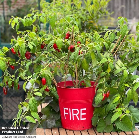 Chilli Pepper 'Scallywag'