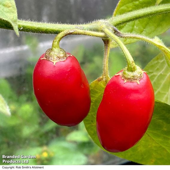 Chilli Pepper 'Scallywag'