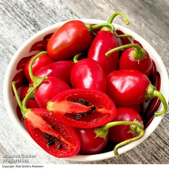 Chilli Pepper 'Scallywag'