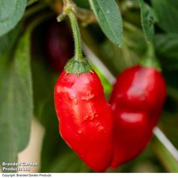 Chilli Pepper 'Scallywag'